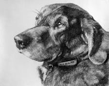 Charcoal drawing of a dog