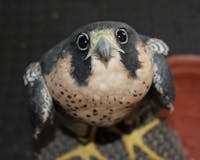 Original reference photo