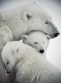 Original reference photo