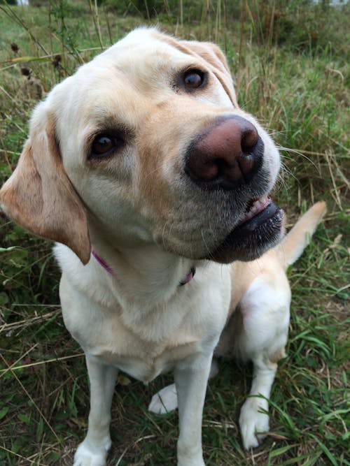 Yellow labrador retriever sitting in the grass