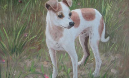 Small dog outside on grass and dirt