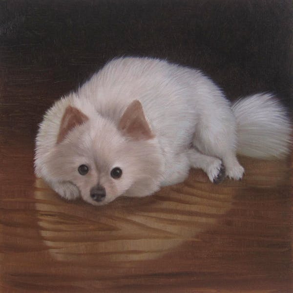 Turn Your German Spitz Klein Photo Into A Hand Made Artist Portrait Painting Art Instapainting Com Turn Your German Spitz Klein Photo Into A Hand Made Artist Portrait Painting Art Instapainting Com
