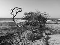 Original reference photo