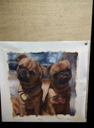 Portrait two pugs