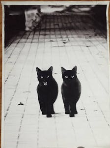 Pencil drawing of two jet black cats