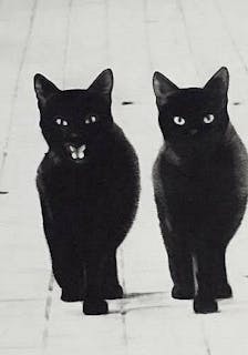 Pencil drawing of two jet black cats
