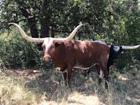 Original reference photo