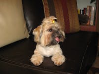 Original reference photo