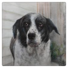 Colored pencil drawing of a dog