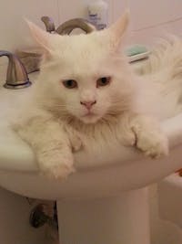 Original reference photo