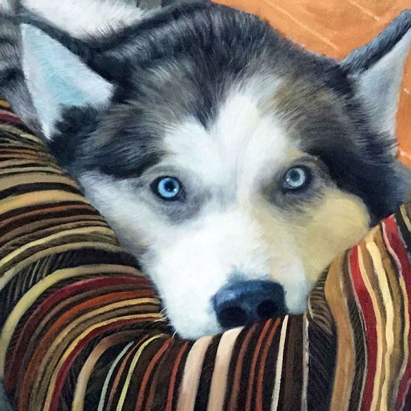 Turn Your Siberian Husky Photo Into A Hand Made Artist Portrait