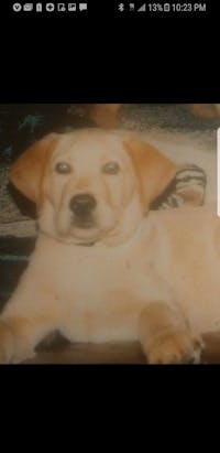 Original reference photo