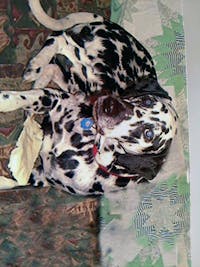 Original reference photo