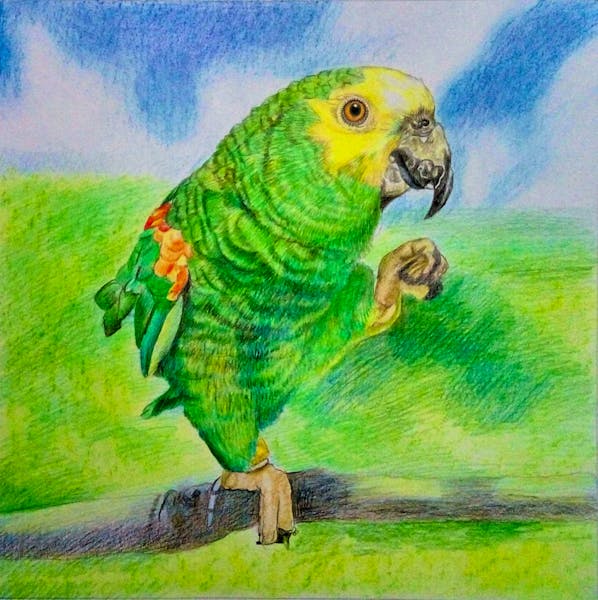Custom Parrot Portrait Parrot Painting Bird Portrait Custom 