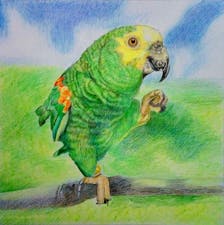 A colorful parrot standing on a branch with one foot up drawn with colored pencils