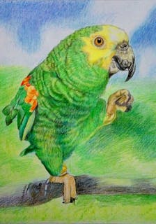 A colorful parrot standing on a branch with one foot up drawn with colored pencils