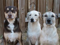 Original reference photo