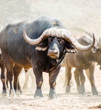 Original reference photo