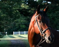 Original reference photo