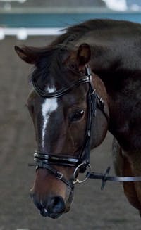 Original reference photo