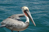 Original reference photo