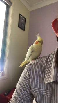 Original reference photo