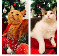 Original reference photo