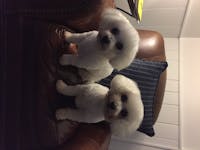 Original reference photo