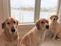 Original reference photo