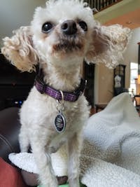 Original reference photo