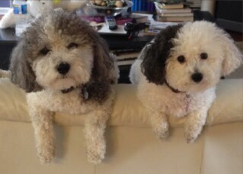 2 puppies hanging over a couch with clutter in background