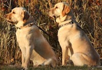 Original reference photo