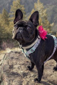 Original reference photo