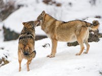 Original reference photo