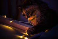 Original reference photo