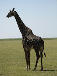 Original reference photo