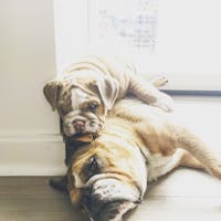 Original reference photo