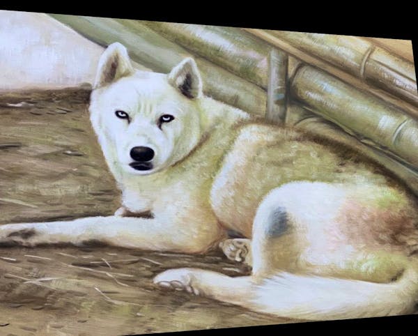 Paint Your Korean Jindo Dog Oil Painting From Photo On