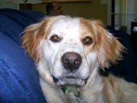 Original reference photo