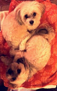 Original reference photo