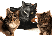 Original reference photo