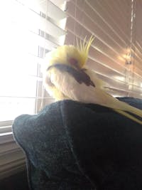 Original reference photo