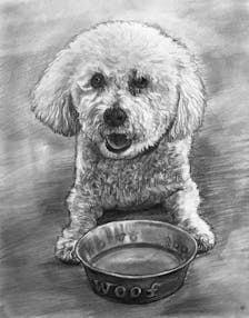 Pencil drawing of a small dog