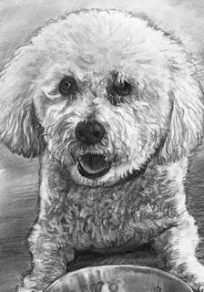 Pencil drawing of a small dog