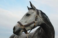 Original reference photo