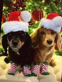 Original reference photo