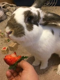 Original reference photo