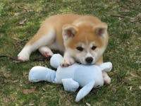 Original reference photo