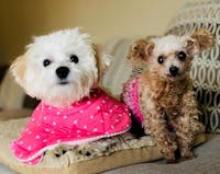 Original reference photo