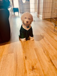 Original reference photo